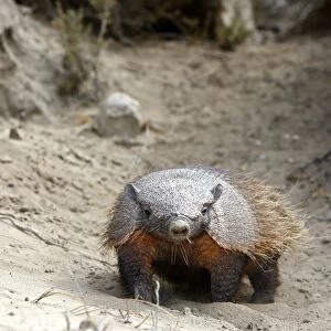 Hairy armadillo. Valdes peninsula - Argentina
