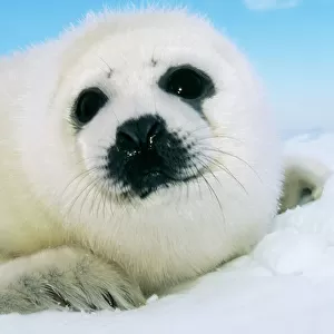 Phocidae Collection: Harp Seal