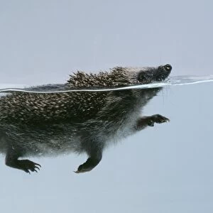 Hedgehog - swimming