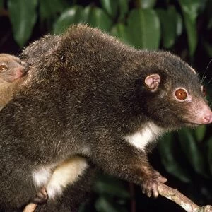 Herbert River Ringtail Possum - mother & young northeastern Queensland, Australia