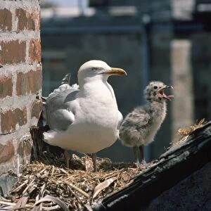 Herring Gull - adult and young at nest