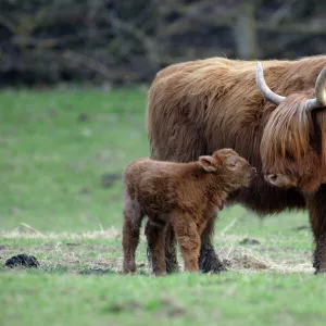 Highland Cow