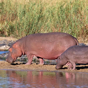 Hippopotamus - pair sunning themselves Kruger National Park, South Africa
