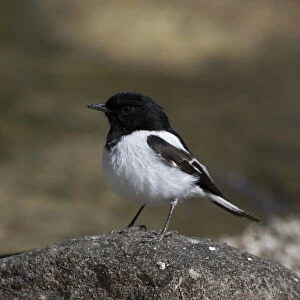 Hooded Robin - Perched on a stone in a dry riverbed