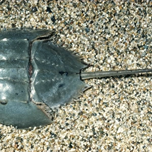 Horseshoe Crab KEL 264 Ocean bottom, East coast of Florida (Merostomata) (Limulus polyphemus) © Ken Lucas / ARDEA LONDON