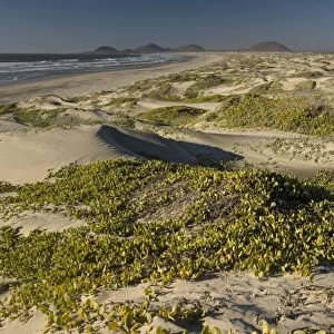 Huge sand dune system on Cape St. Quintin/Cabo San Quintin, west coast of Baja California, Mexico. Extinct volcanoes in the distance. Wild area, threatened with development. Main vegetation is sand verbena (Abronia maritima)
