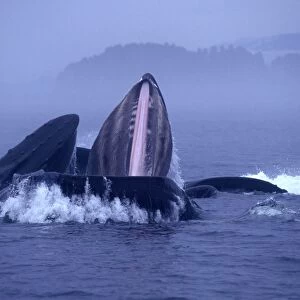 Humpback whale - Cooperative feeding, or bubble-net feeding Inside Passage, Southeast Alaska. Morning mist. Inside