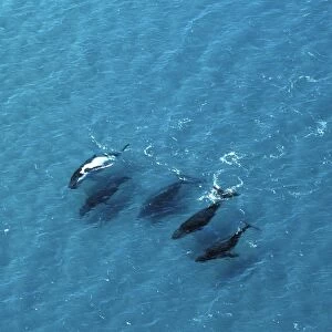 Humpback Whales - Aerial view of migrating pod, Platypus Bay, Fraser Island, Queensland, Australia JPF25503