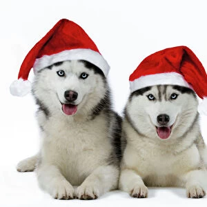 Christmas Collection: Dogs