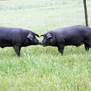 Pigs Collection: Iberian