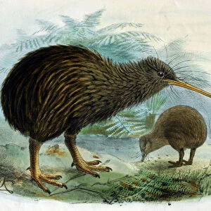 Illustration: Brown Kiwi- from Buller 1873