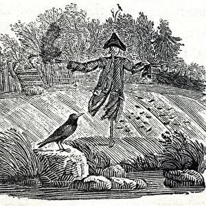 Illustration - Scarecrow, woodcut by Thomas Bewick