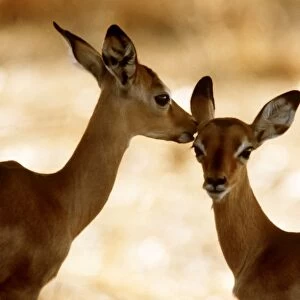 Impala Calves, Luangwa National Park, Zambia, Africa