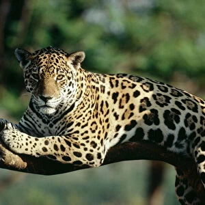 Big Cats Collection: Jaguar
