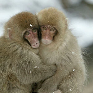 Japanese Macaque Monkey - two huddled together. Hokkaido, Japan