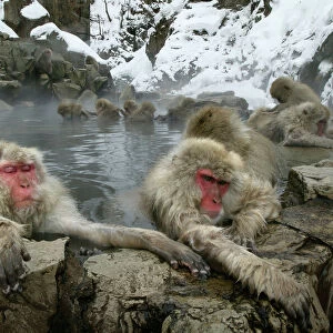 Japanese Macaque Monkeys / Snow Monkeys Relaxing and grooming each other amidst the steam of a hot spring Japan