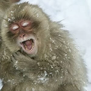 Japanese Macaque Monkeys / Snow Monkeys Young Macaque yawning In snow Japan