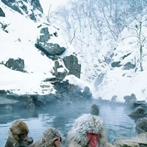 Japanese Macaque Monkeys - in water - Joshinetsu Kogen NP - Honshu - Japan 