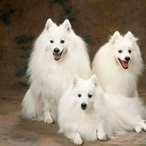 Utility Collection: Japanese Spitz