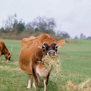Jersey Cow JD 2642 © John Daniels ARDEA LONDON