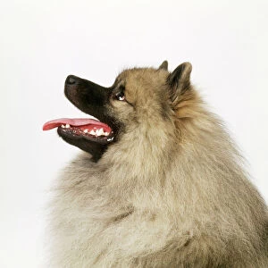 Utility Collection: Keeshond