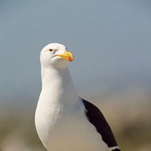 Kelp Gull / Southern Black-backed Gull