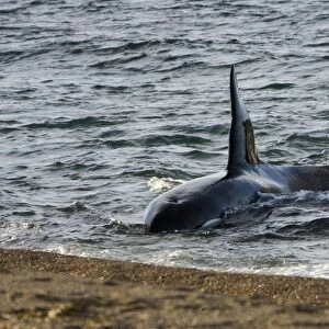 Killer whale, Orca - The adult male known as "MEL", 45 to 50 years old when these images were taken (March 2006), hunting South American Sealion pups on a beach at Punta Norte, Valdes Peninsula, Province Chubut, Patagonia, Argentina