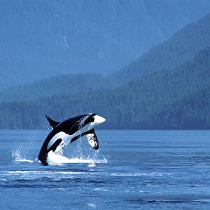 Killer whale / Orca - male, breaching Photographed in Johnstone Strait, British Columbia, Canada AM 846