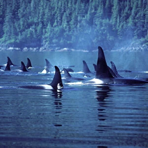 Killer Whale / Orca - Several pods came together to form a "superpod". Photographed in Johnstone Strait, British Columbia, Canada