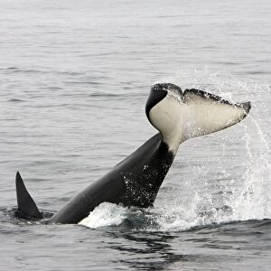 Killer whale / Orca - tail-lobbing by an adult male - transient type. Photographed in Monterey Bay - Pacific Ocean - California - USA