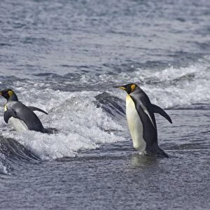 King Penguin - Entering sea Aptenodytes patagonicus Salisbury Plain South Georgia BI008061