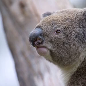 Koala - side portrait of an adult - Otway National Park, Victoria, Australia