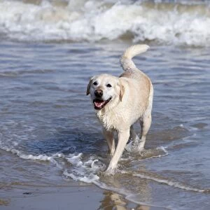 Labrador Dog Walking in surf Norfolk UK