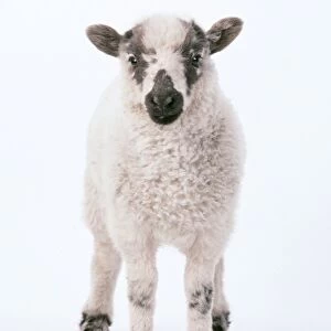 Lamb JD 6549 Studio shot, white background Ovis domesticus © John Daniels / ARDEA LONDON