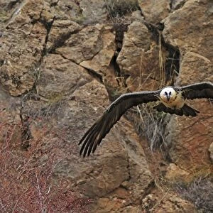 Lammergeier / Bearded Vulture - adult in flight at feeding station. Pyrenees - Spain