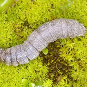 Leatherjacket (larva of cranefly) Garden pest in soil Location: Garden, Cornwall, UK