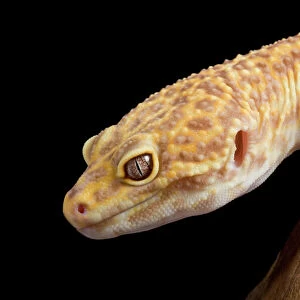 Lizards Collection: Geckos