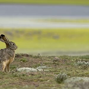 Leporidae Collection: Ethiopian Highland Hare