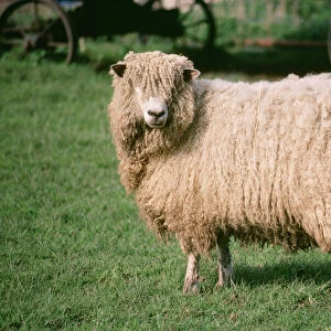 Sheep Collection: Lincoln Sheep