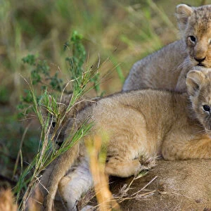 Lion - 4 week old cubs on top of mother - Masai Mara Reserve - Kenya