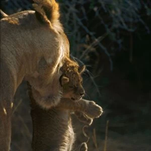 Lioness carrying cub - A lioness carries her cub to a new densite in an acacia hebeclada thornbush Moremi, Botswana, Africa