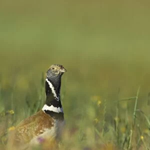 Little Bustard - Breeding male on territory Otis tetrax Extremadura, Spain BI009530