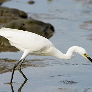 Herons Collection: Little Egret