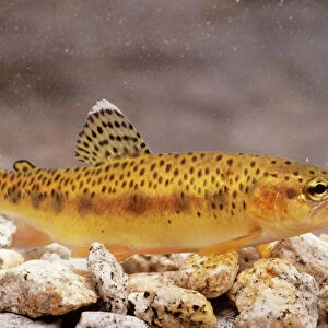 G Collection: Golden Trout