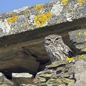 Little Owl - in derelict farm building, Alentejo region, Portugal