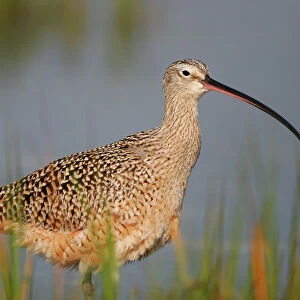 Sandpipers Collection: Long Billed Curlew