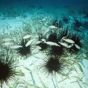 Long Spined Sea Urchin - poisonous Caribbean