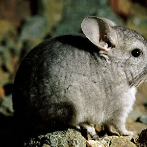 Chinchillidae Collection: Long-tailed Chinchilla
