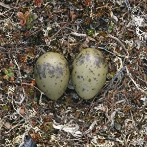 Long-tailed Skua - nest with eggs