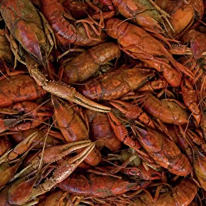 Louisiana Crayfish / Crawfish - Louisiana - Widely harvested for food - Native to North America but introduced elsewhere